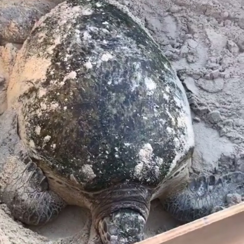 سلاحف الجميرا .. خطوة بيئية نبيلة على شواطئ دبي