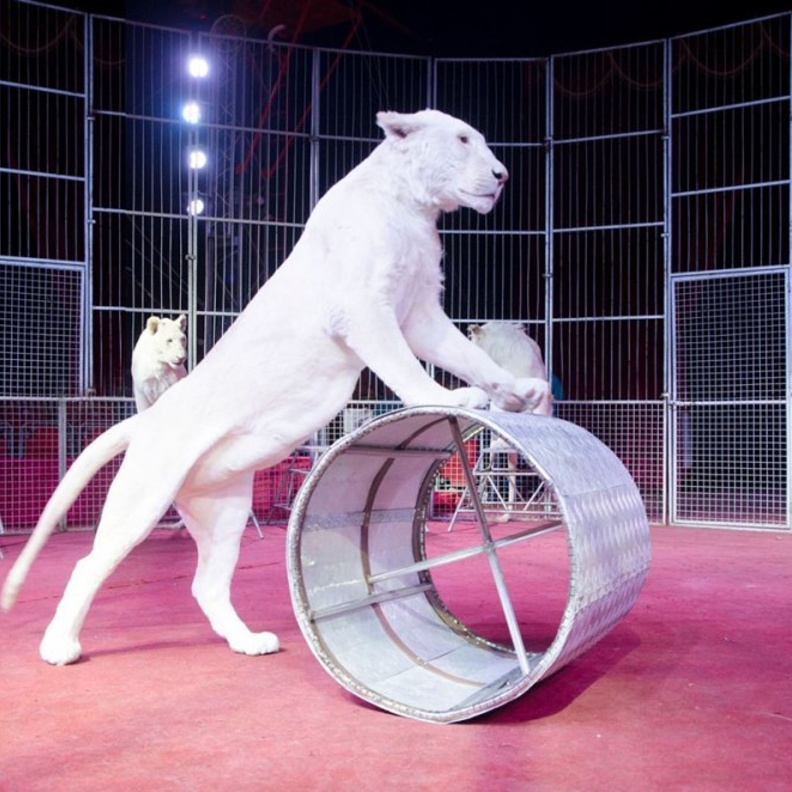 السيرك اللاتيني في "لاست إكزت الخوانيج" دبي