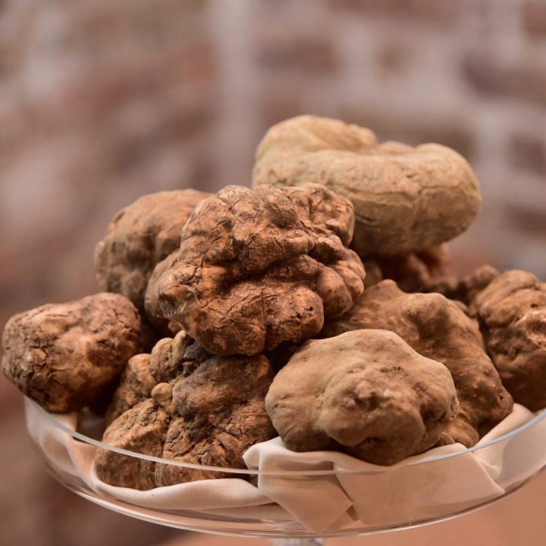 مطعم Bice Mare يطرح قائمة جديدة وغنية بالكمأة مع حلول موسم الأعياد