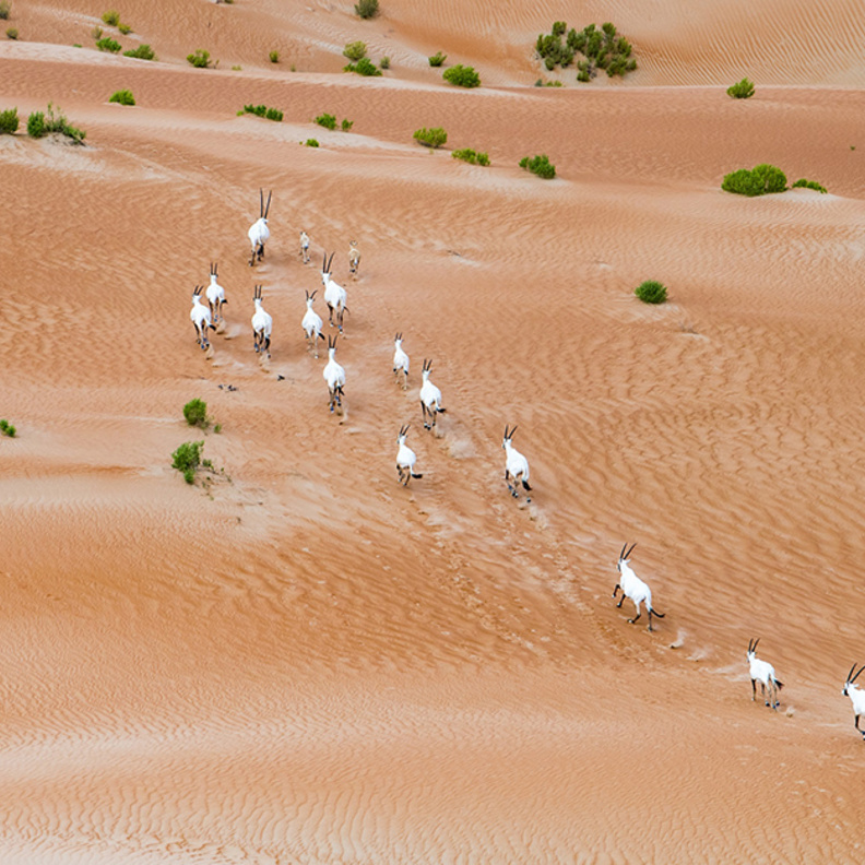 بيئة أبوظبي تطلق شبكة زايد للمحميات الطبيعية