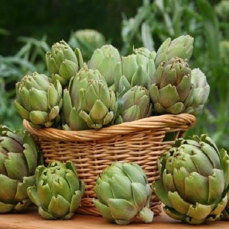 الخرشوف يحسن وظيفة الكلى