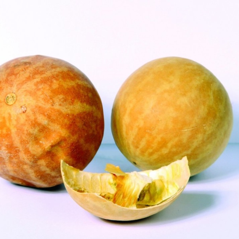 الحنظل من النباتات التي تعالج البواسير