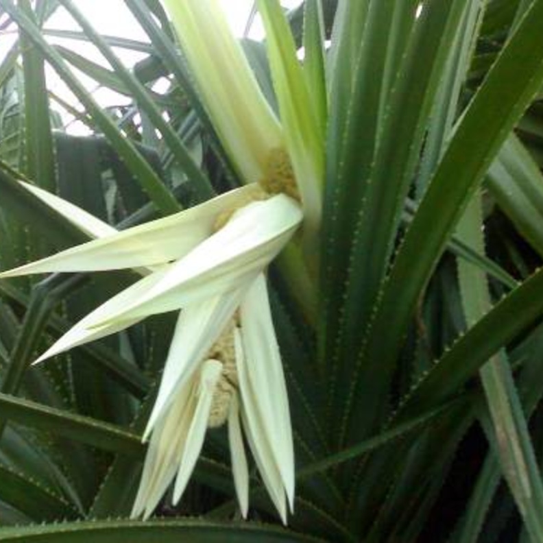 ماء نبتة الكادي يعزز مناعة الجسم