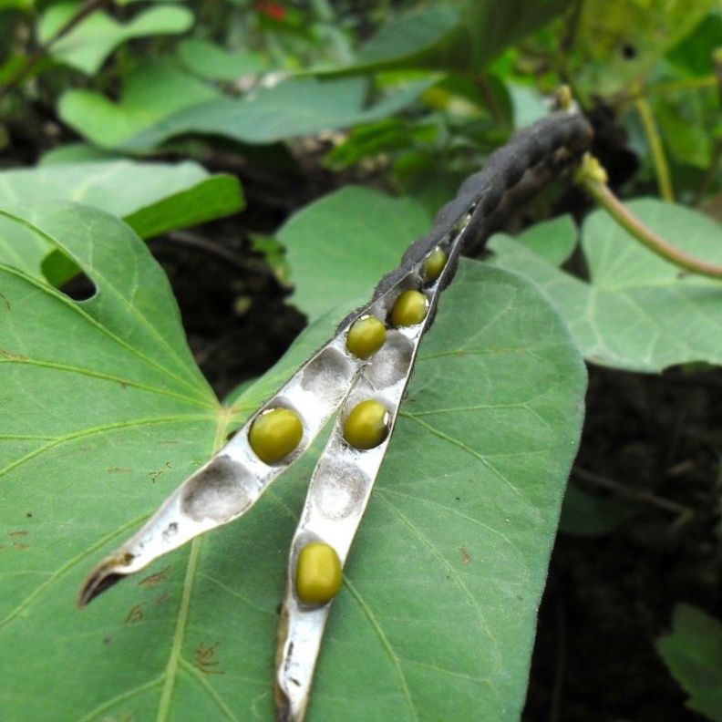 عشبة الماش تعزز مناعة الجسم