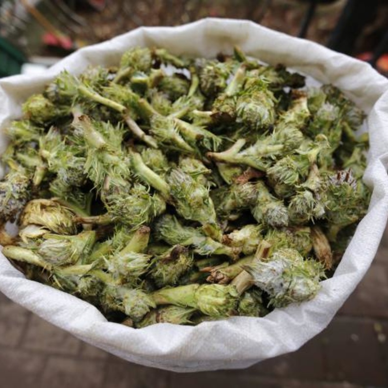 العكوب يعالج فقر الدم الشديد