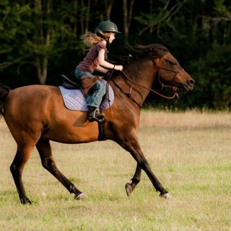 مدرسة للفروسية ومدينة مائية مشاريع مستقبلية في المدينة