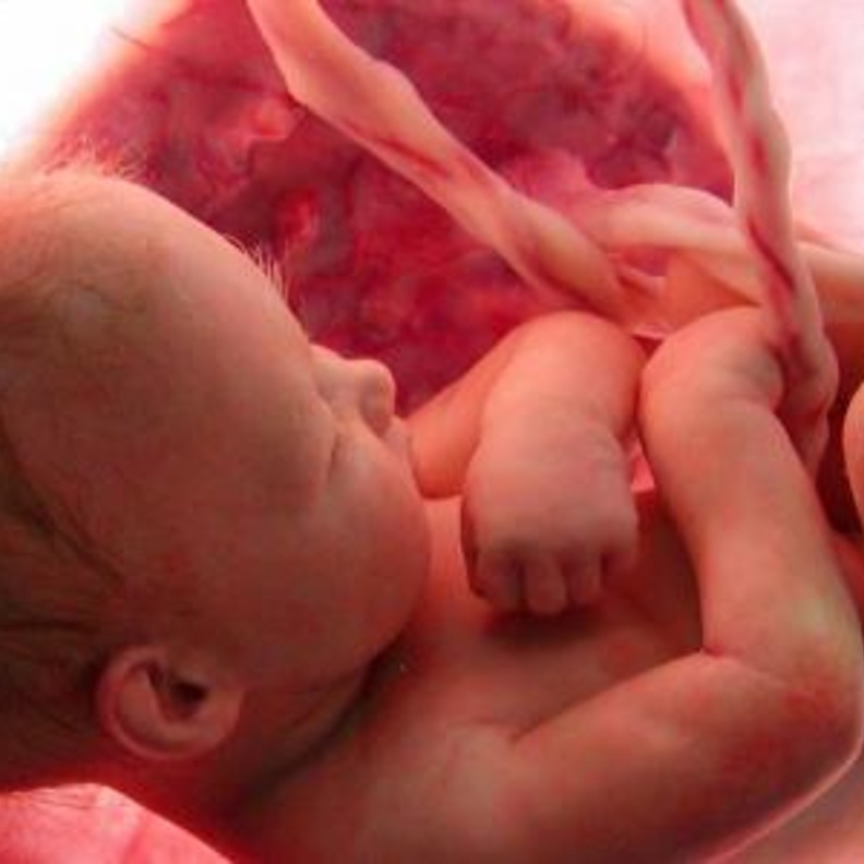 أهم الأطعمة للحامل لتقوية قلب الجنين اثناء الحمل