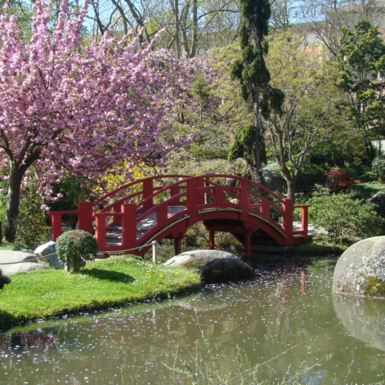 الحديقة اليابانية