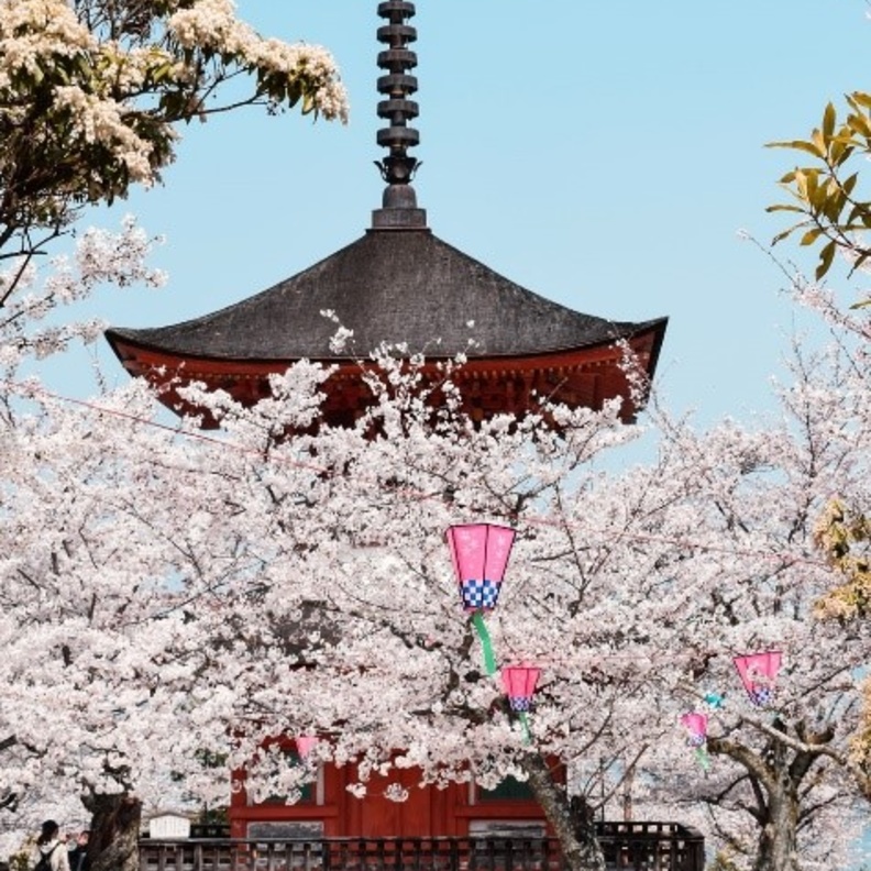 3 وجهات آسيوية لرؤية أزهار الكرز هذا الربيع