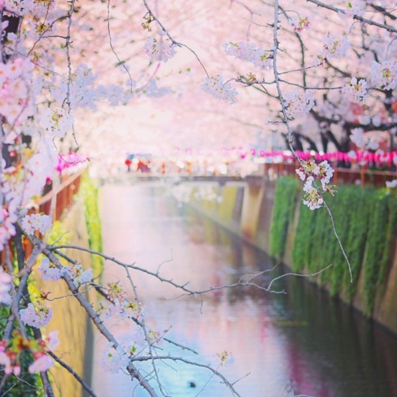 حديقة هيتاشي سي سايد اليابان افضل اماكن شهر العسل في الربيع