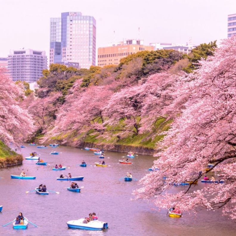 الربيع في اليابان