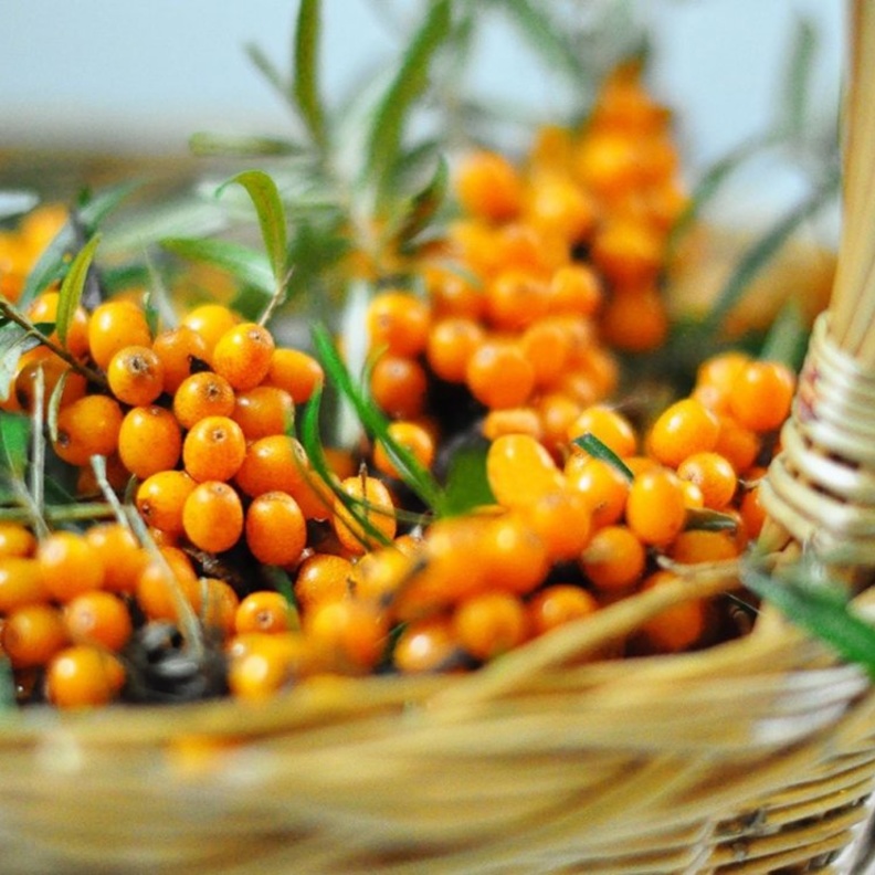 فوائد النبق الجاف لانقاص الوزن