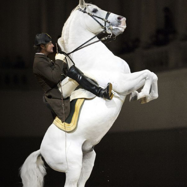 الفارس المحترف Andreas Hausberger 