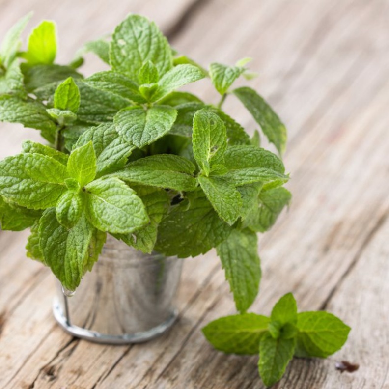 النعناع يعتبر فاتح للشهية