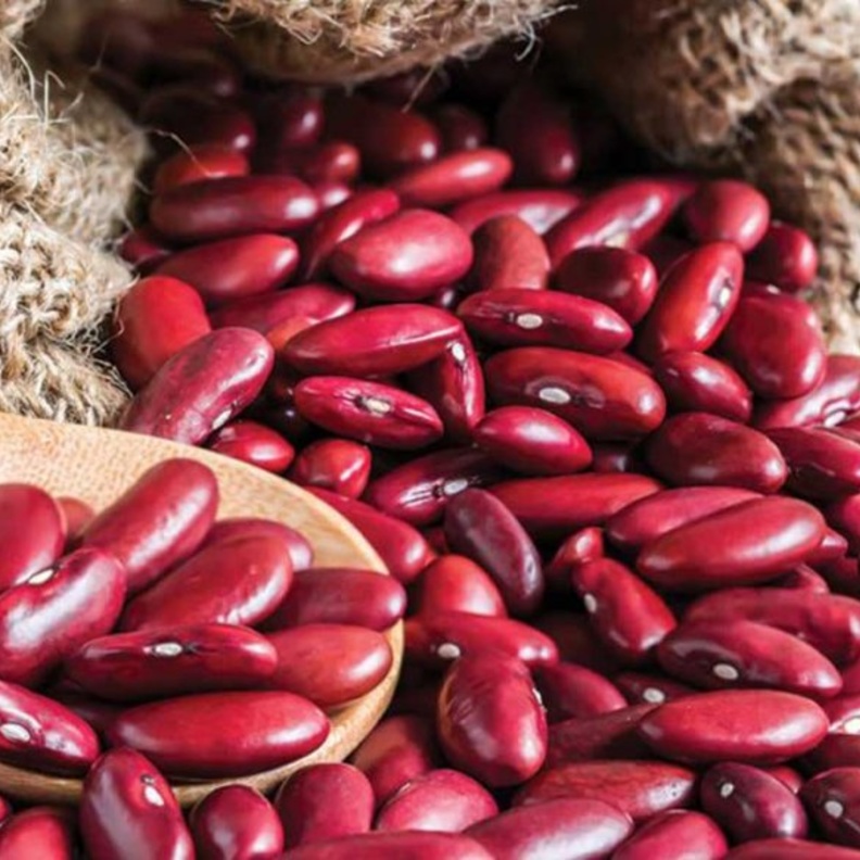 الفاصوليا الحمراء تقي من أمراض السرطان