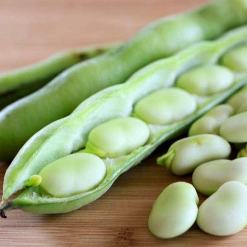 مرض التفول مرض وراثي خطير على الصحة