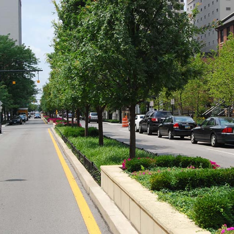 الأشجار في المدن تؤثر على صحة السكان بشكل إيجابي