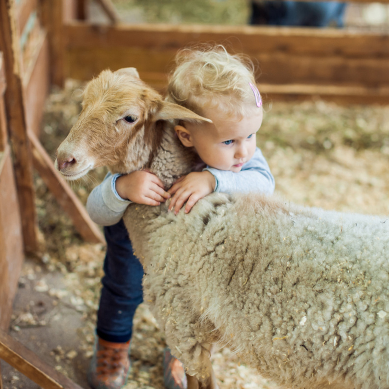 مشاركات إيجابية للأطفال مع الأضحية