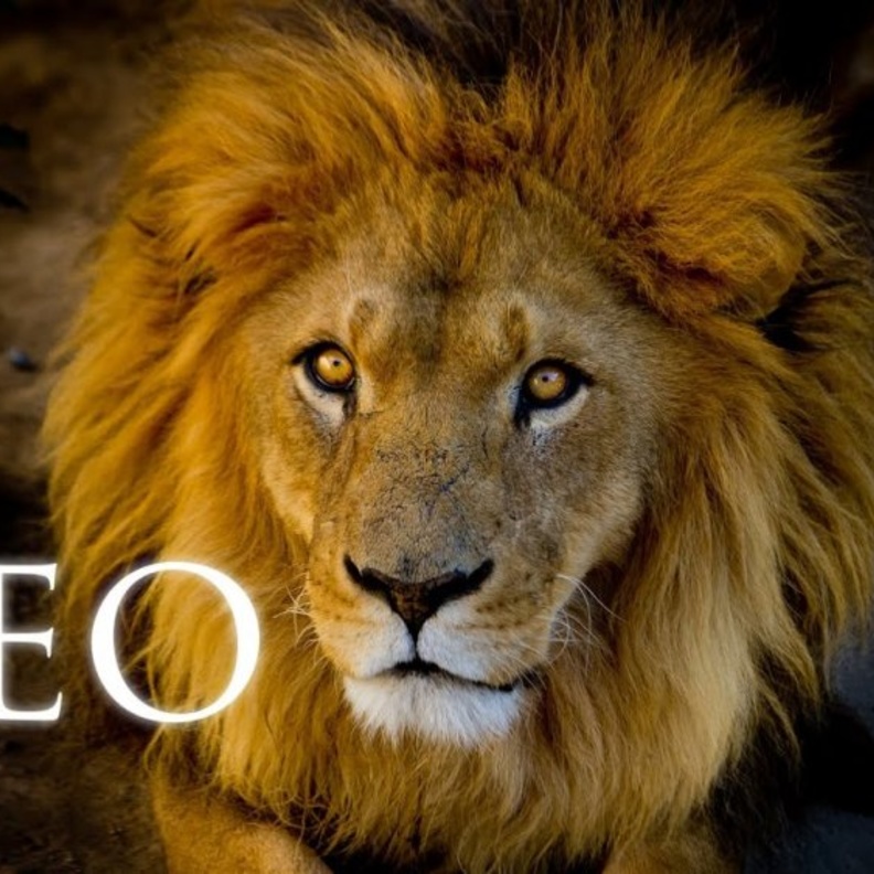  الاعتراف بالخطأ من الجانب الأخر يجعل مواليد برج الأسد في حالة هدوء