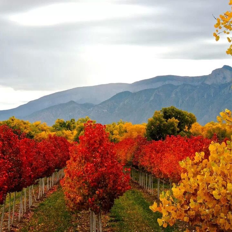 احتفالات المكسيك بالاستقلال