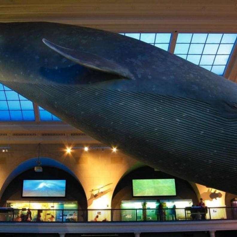 الحوت الأزرق الكبير في قاعة ميلشتاين لحياة المحيط