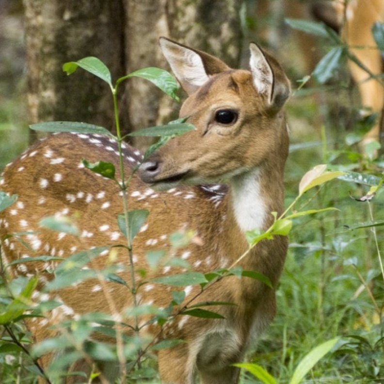 حديقة يالا الوطنية Yala National Park 