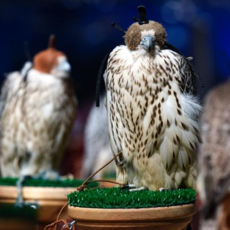 انطلاق معرض الصقور في نسخته الثانية في الرياض