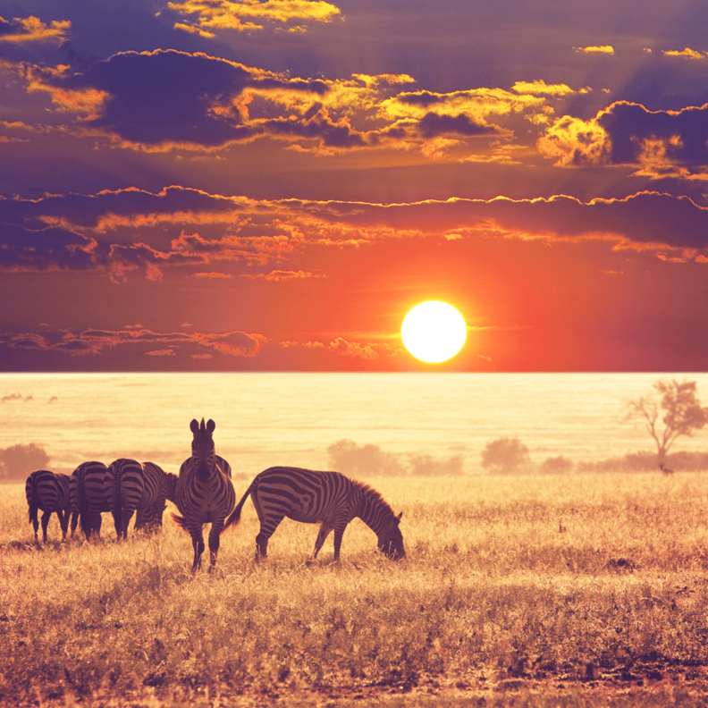 متنزه سيرينغيتي الوطني (Serengeti National Park)، تنزانيا