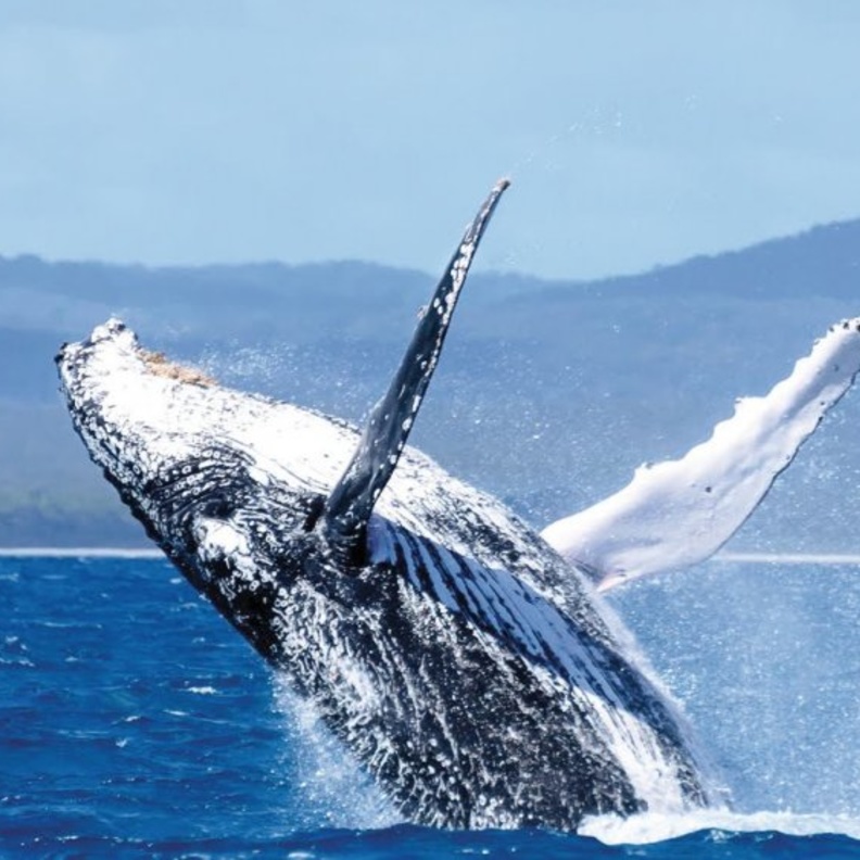 الكنغر في جزيرتهم