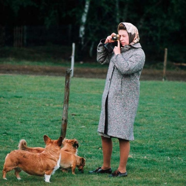 تعرف على ردة فعل الملكة بعد تعثر ضيف في أحد كلابها الأليفة