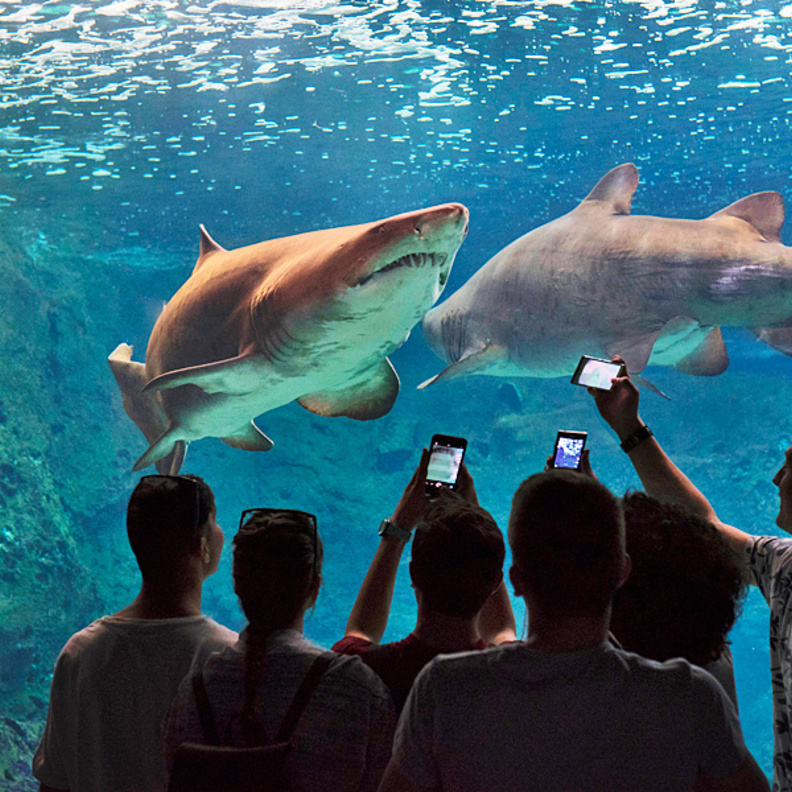 CretAquarium من أكبر أحواض الأسماك في أوروبا