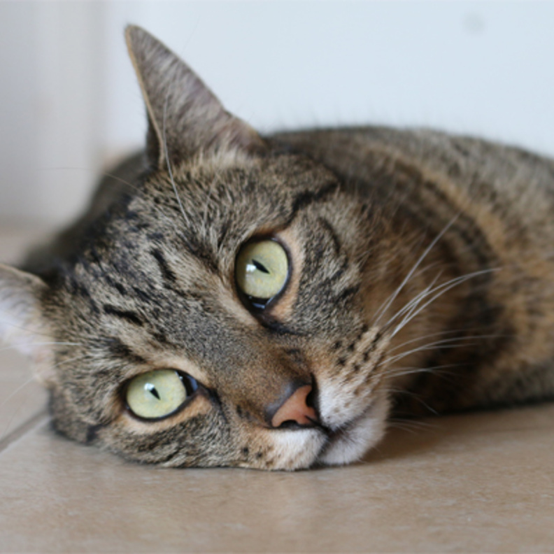  تجنب الاقتراب من القطط المريضة يقي من الأمراض