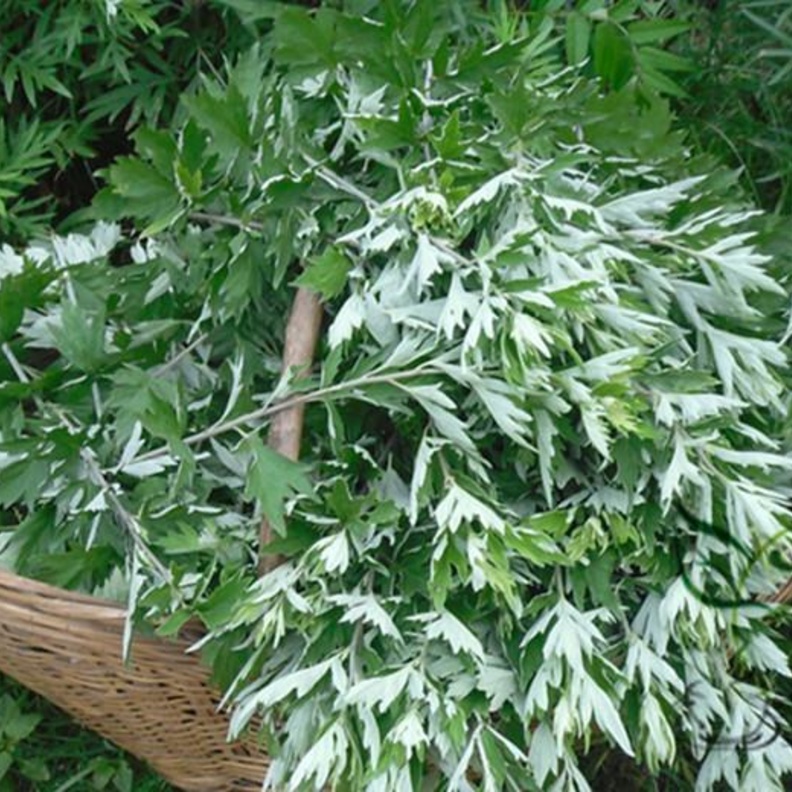  نبات الشيح ينشط الدورة الدموية