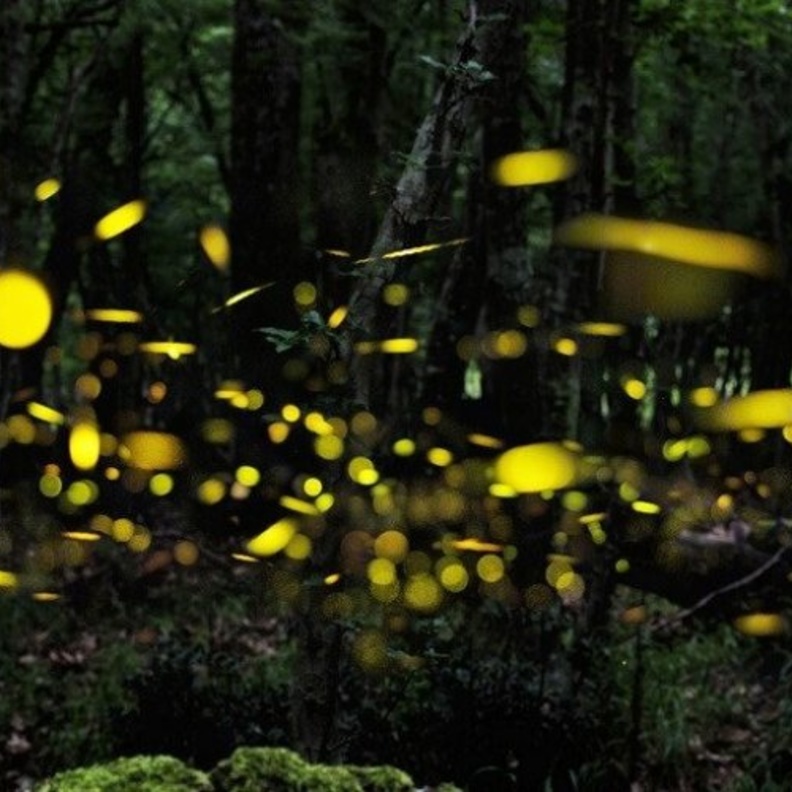 اكتشاف Kuala Selangor Fireflies Resort Park