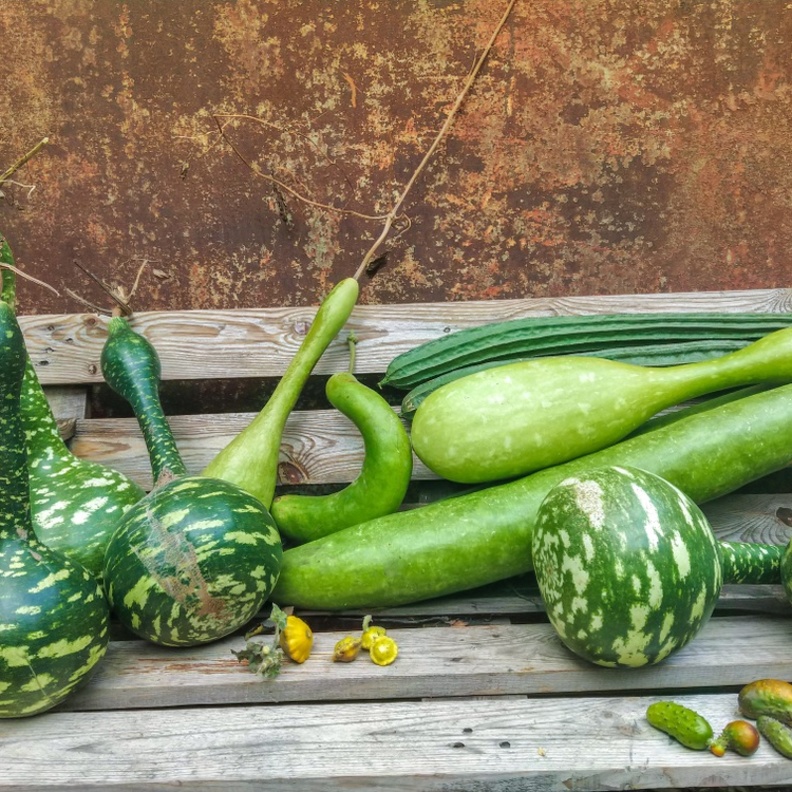 فوائد القرع الاخضر الصحية