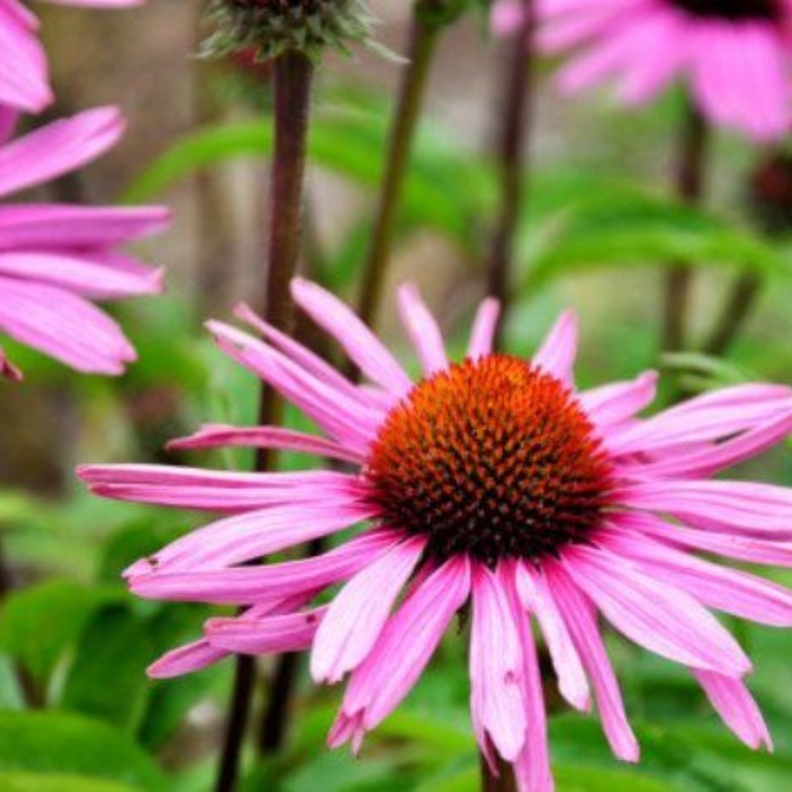 عشبة الإخناسيا تقي من الأمراض التهابية