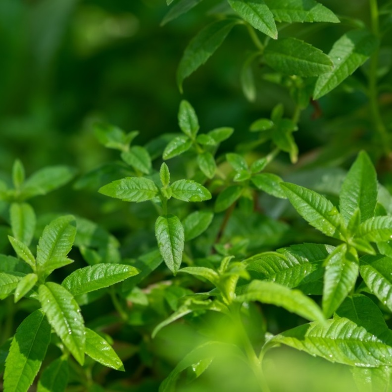 فوائد عشبة اللويزة الصحية