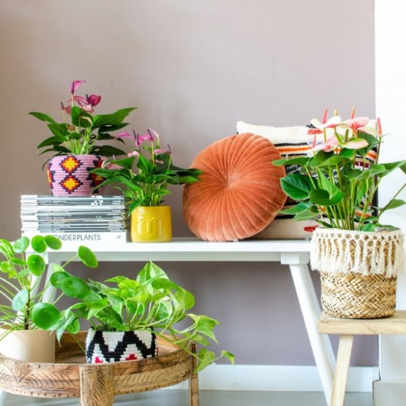 ديكور عصري لزوايا المنزل يتميز بأحواض النباتات