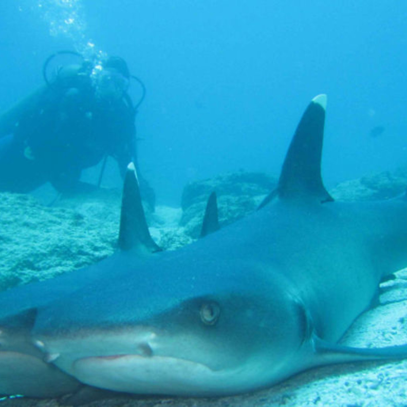 اسماك القرش في جزر غالاباغوس