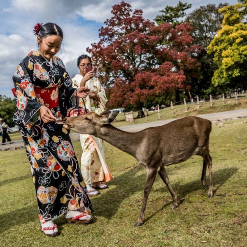 أطعم الغزلان في منتزه نارا