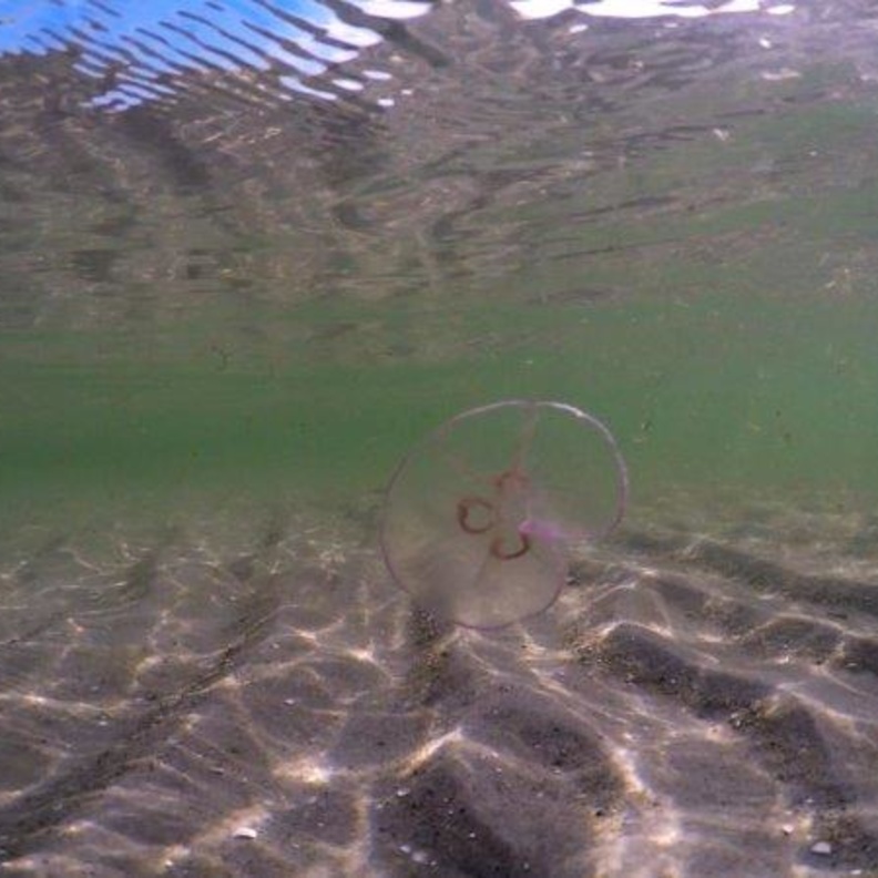 أفلام فنية عالمية ضمن برنامج مركز جميل للفنون لشهر يناير الحالي