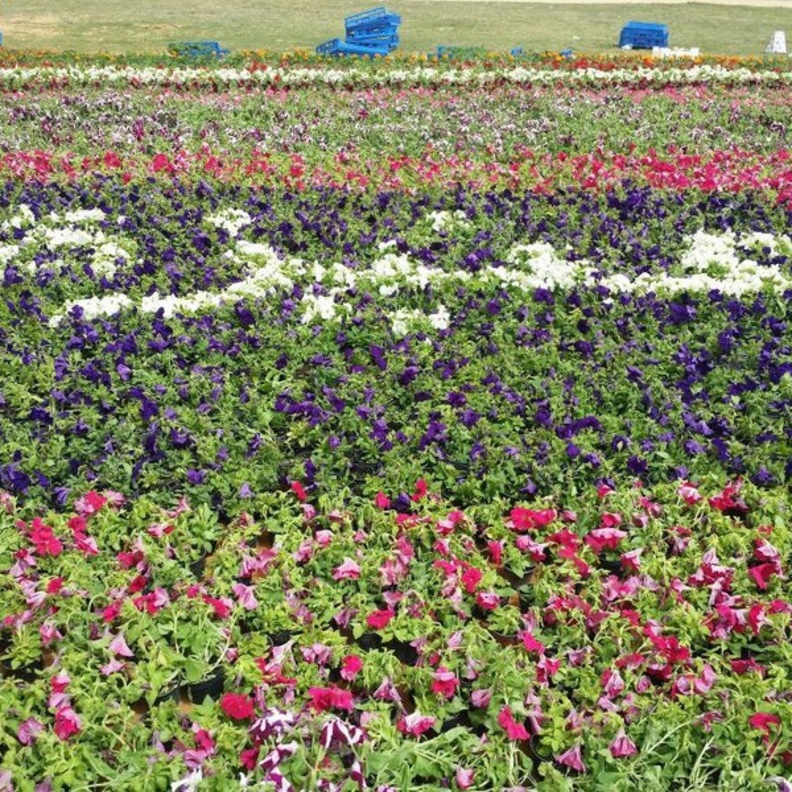 الورود تزين جنبات مهرجان ألوان الربيع المرتقب