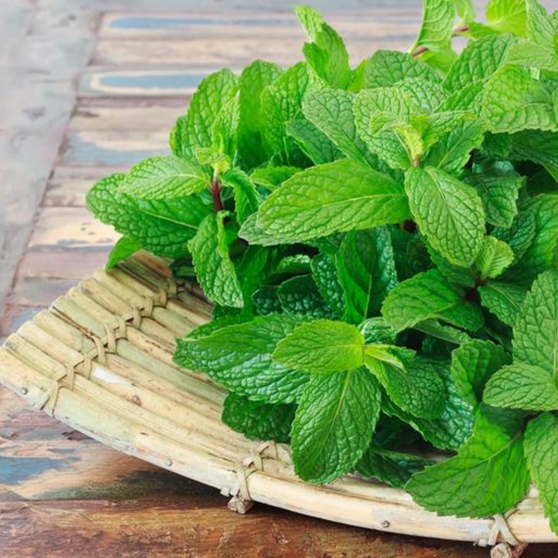  النعناع يقي من الأمراض السرطانية