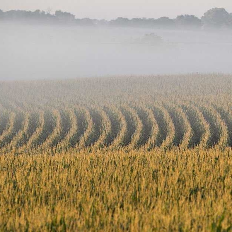 استخدم شواؤتو الة نثر البذور لكتابة العبارة فوق حقل الذرة