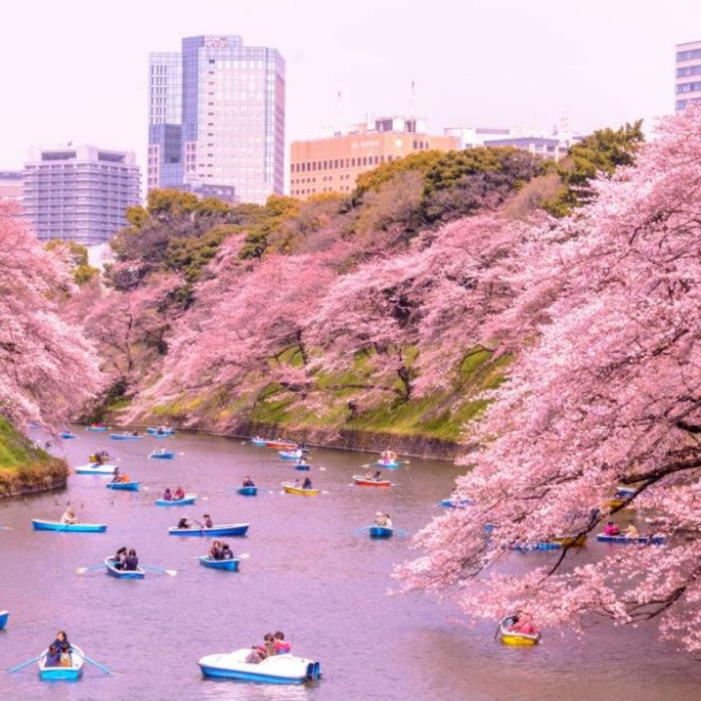  ازهار الربيع في طوكيو
