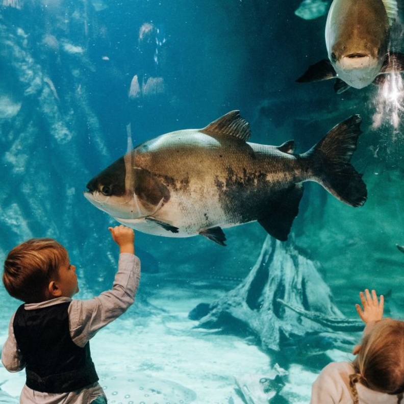 حديقة أكواريوم جورجيا Georgia Aquarium