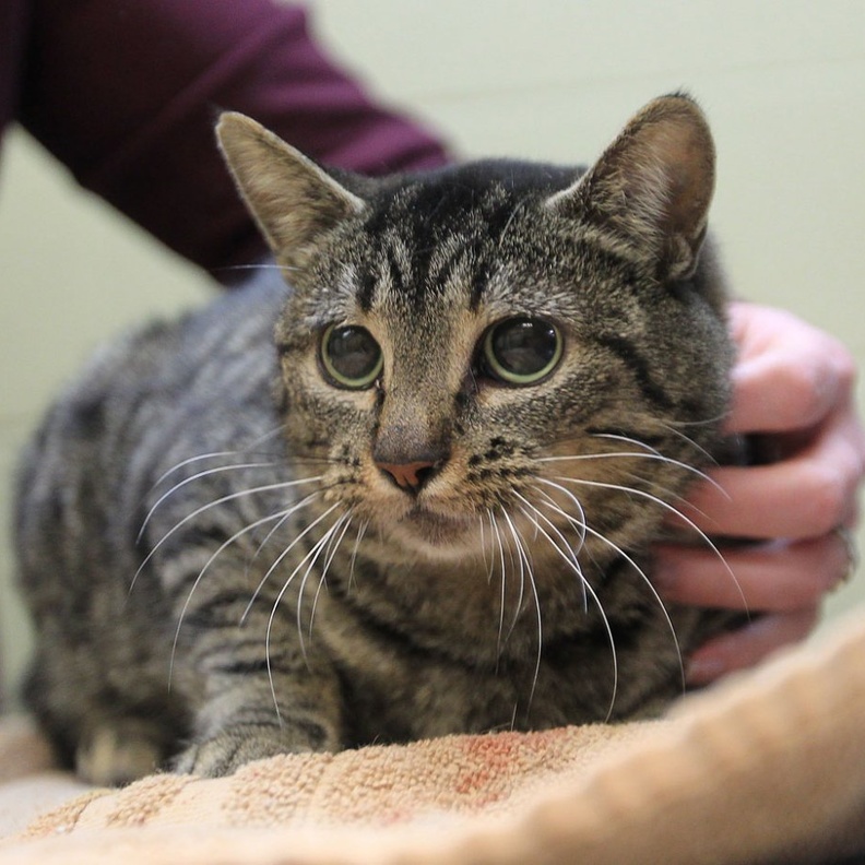 فيروس كورونا الجديد