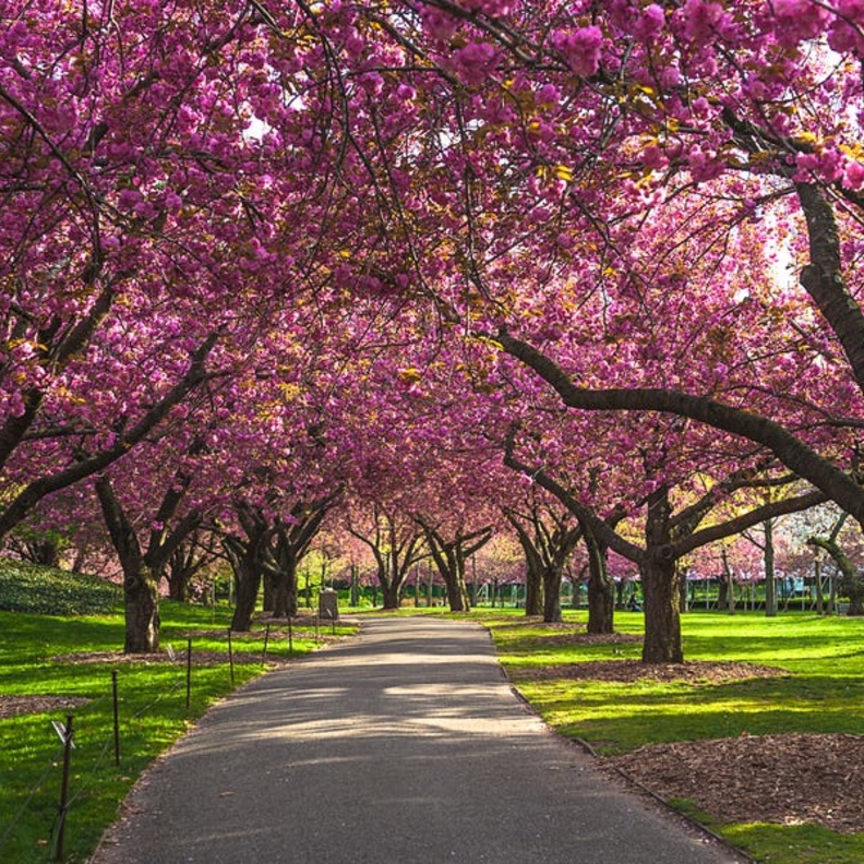 موسم تفتح اشجار الكرز في نيويورك