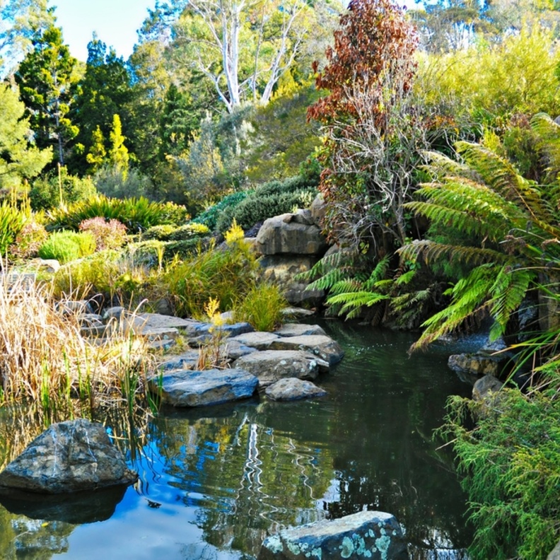  الحدائق النباتية الوطنية الأسترالية Australian National Botanic Gardens، كانبيرا