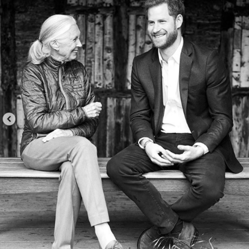 الأمير هاري ود. جين جودال